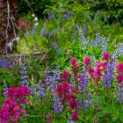 Assorted wildflowers in Manti-LaSalle National Forest Art Print